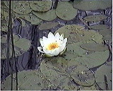 Size=77766, height=560 width=693