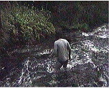 � �������